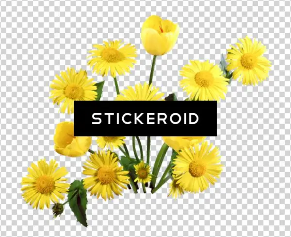 Dandelion
