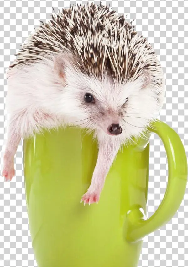 Hedgehog Png