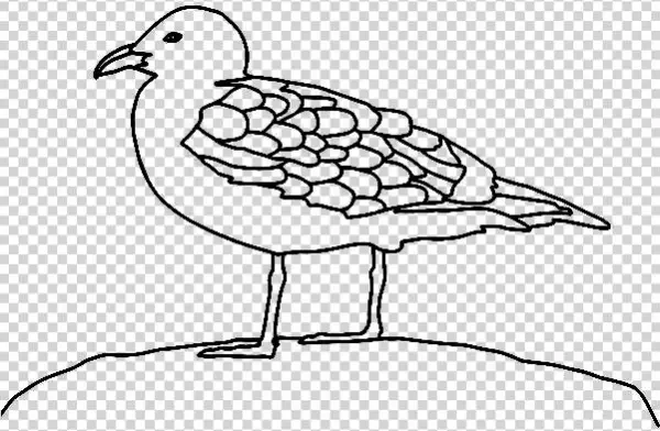 Gaviota-dibujo