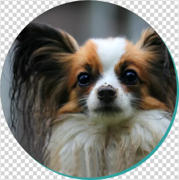 Papillon Blog