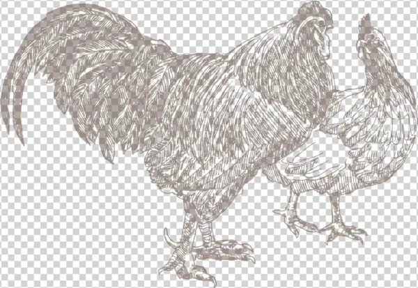 Poultry, Class