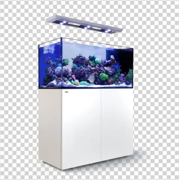 Corals Png