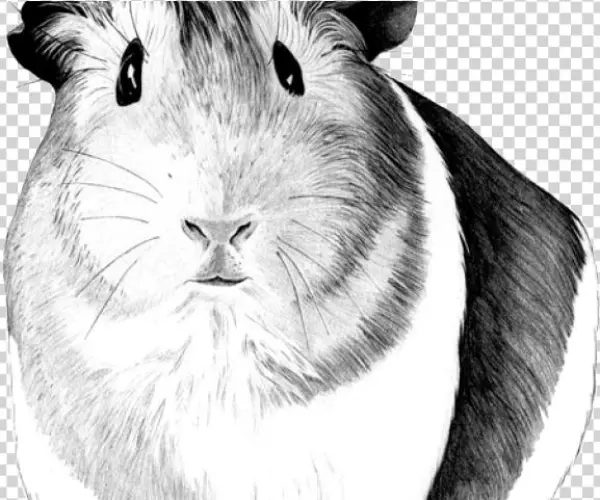 Guinea Pig Png