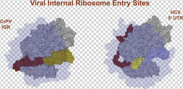 Internal Ribosome Entry Sites Are Used By Some Viruses