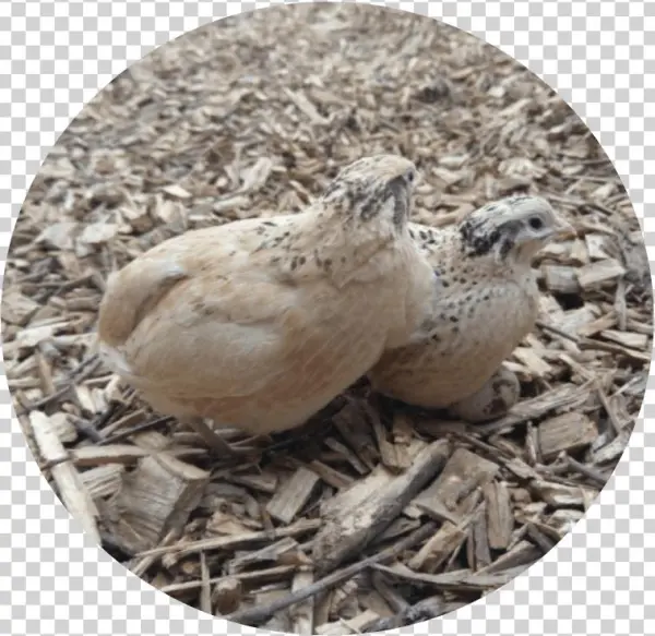 Home / Quail / Italian Quail