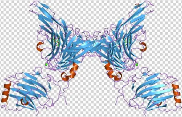 Pdb 2c5d Ebi
