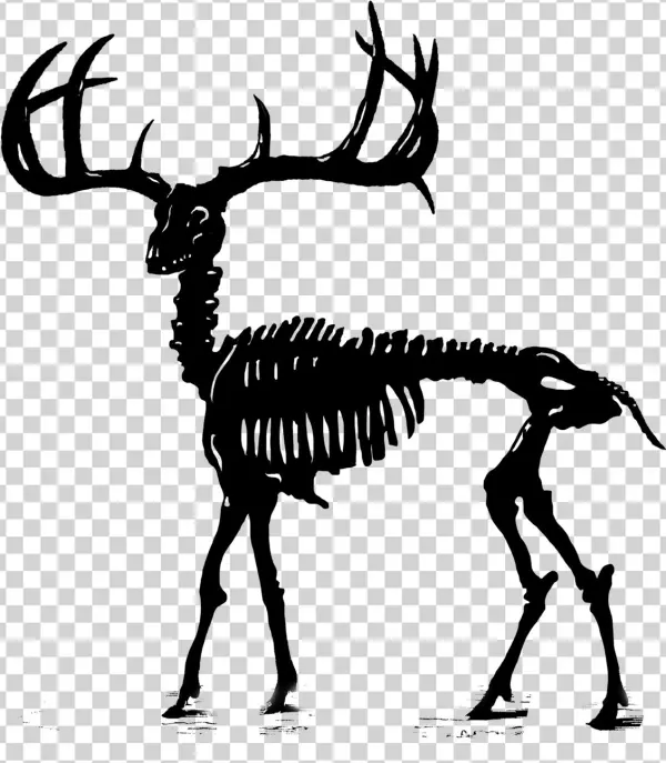 Stag Png