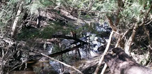 Restoring The Fotheringham Reserve Billabong