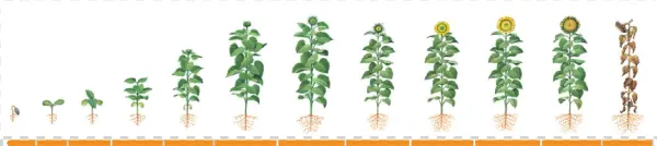 Herbicidas - Girasol - Houseplant