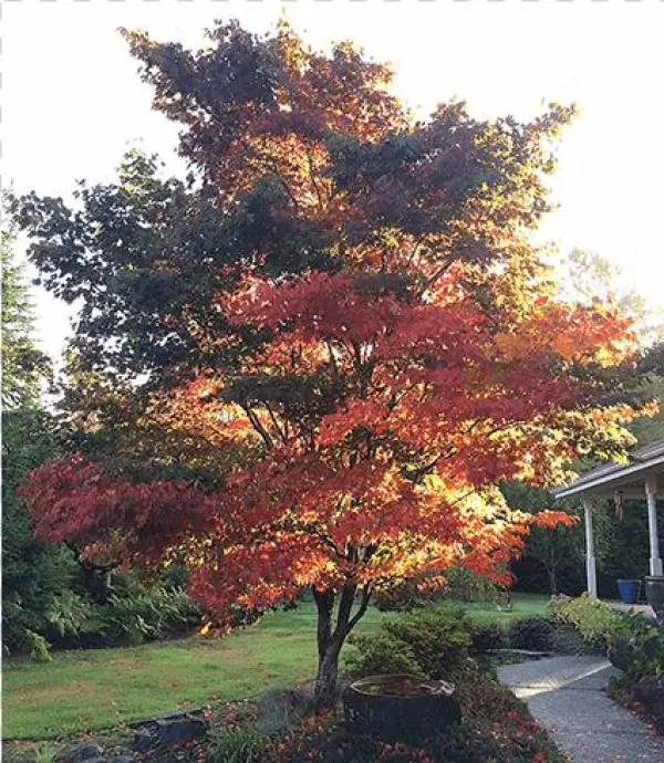 Large Specimens - Black Gum