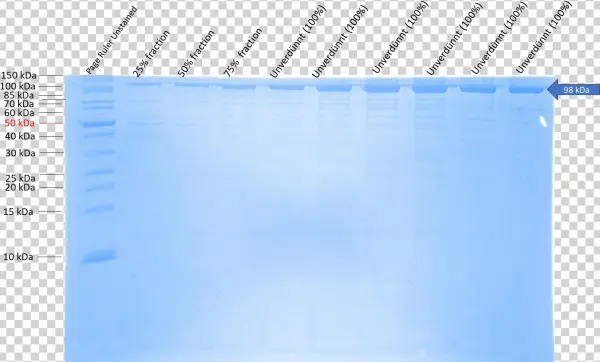 Sbsb Wt - Document