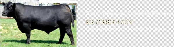 Dairy Cow