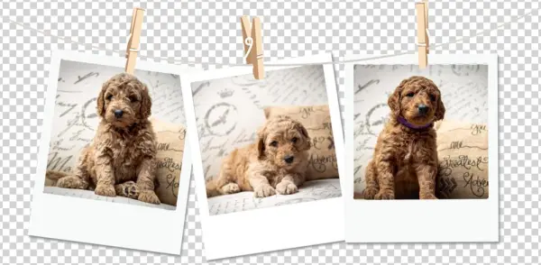 Poloriod-dogs