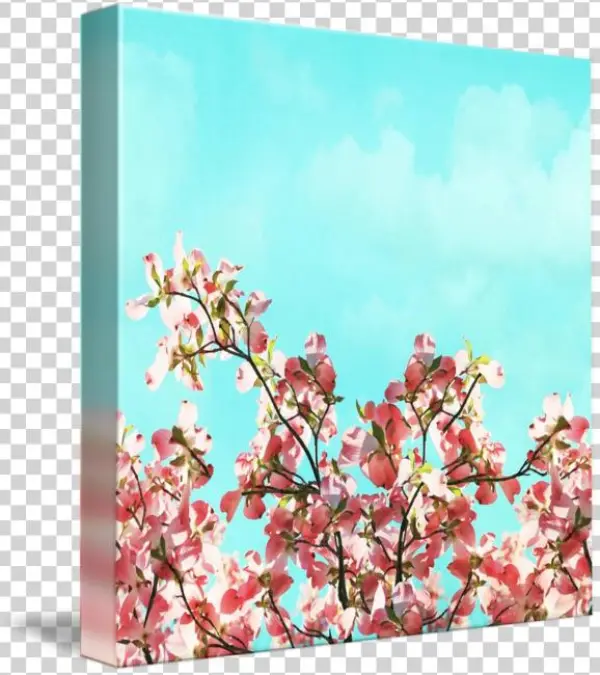 Cherry Blossom