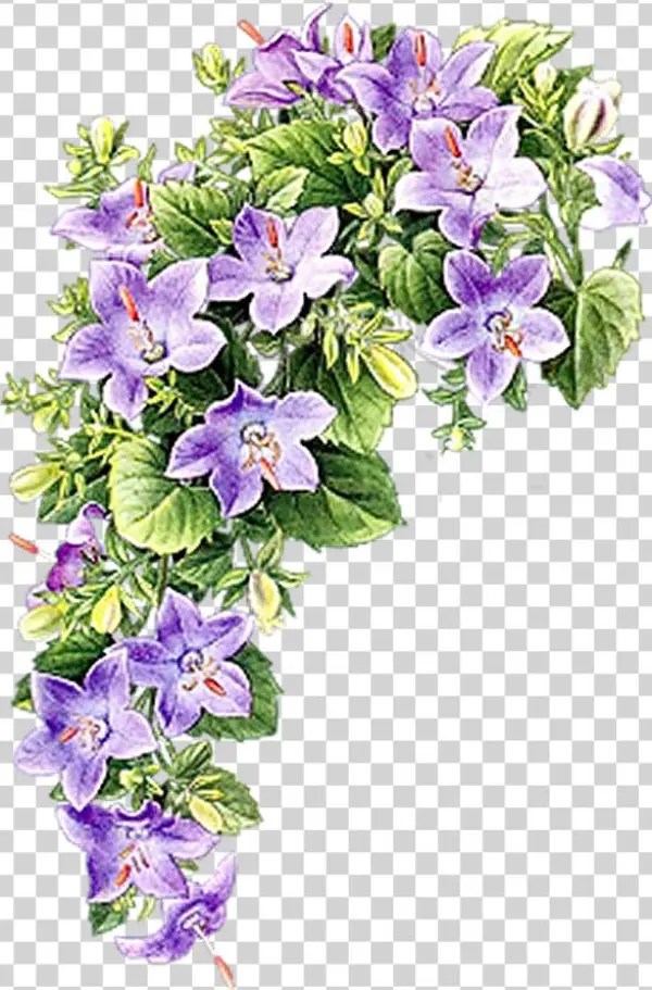 Photo Flower7 3 1