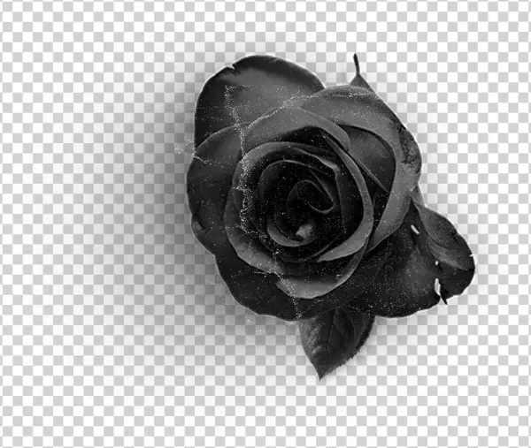 Rose2 - Floribunda