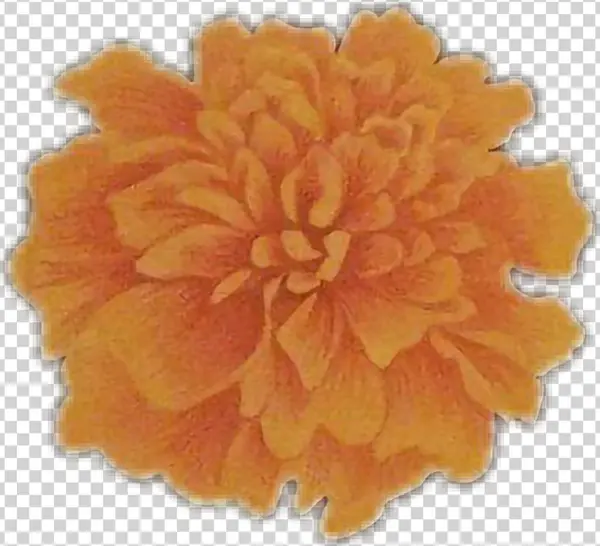 Tagetes Patula