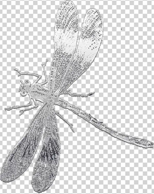 This Below Is Own Of My Own Making - Damselfly