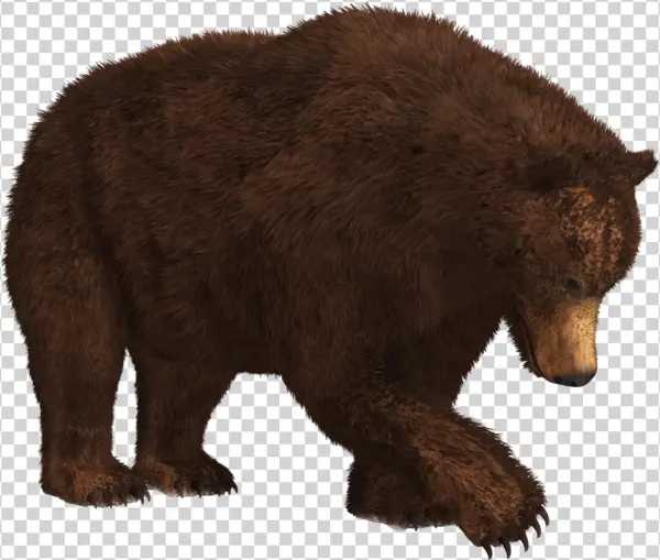 Bear Png Transparent Images