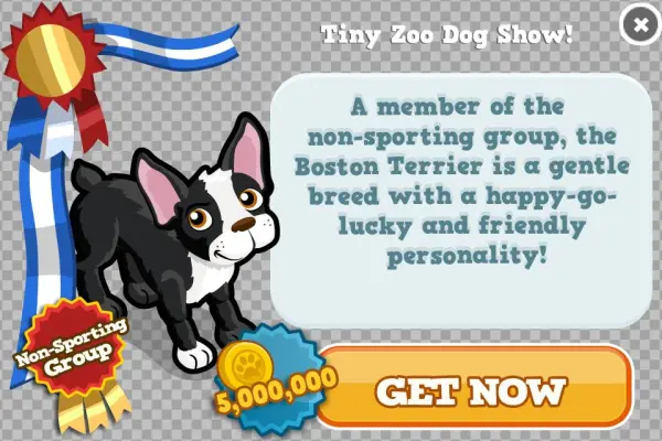 Boston Terrier Modal - Gift Aid