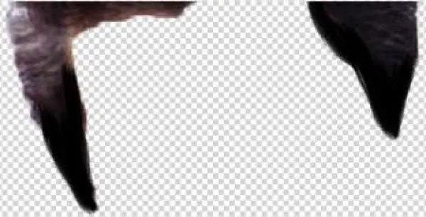 Image Result For Hairstyle Png For Picsart Art Pinterest - Northern Gannet