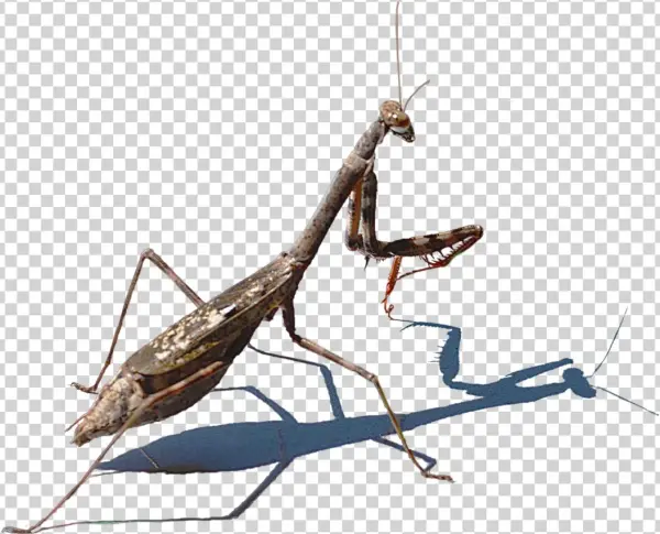 Mantis Png Hd Image - Mantidae