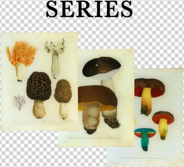 Mushroom