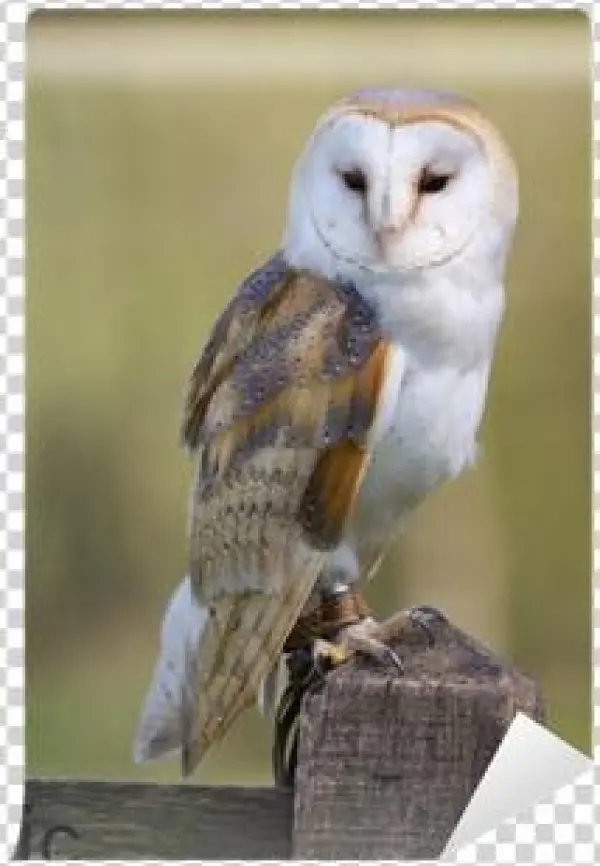 Poster: Wright's Barn Owl, 24x24in.