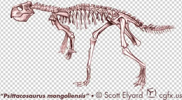 Psittacosaurus Mongoliensis Color Pencil - Skeleton