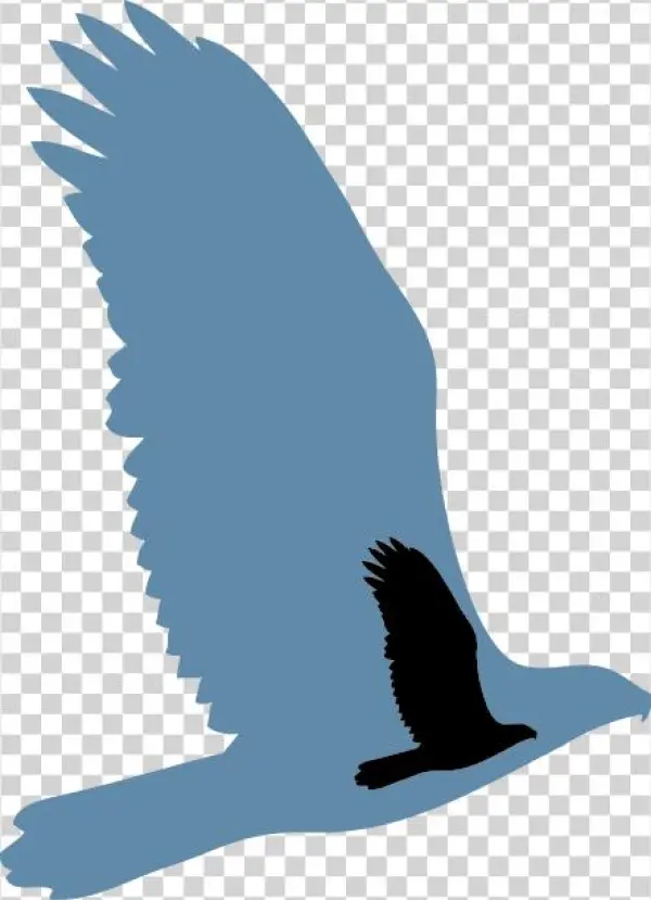 Scars Of War Foundation Was Established In December - Hawk