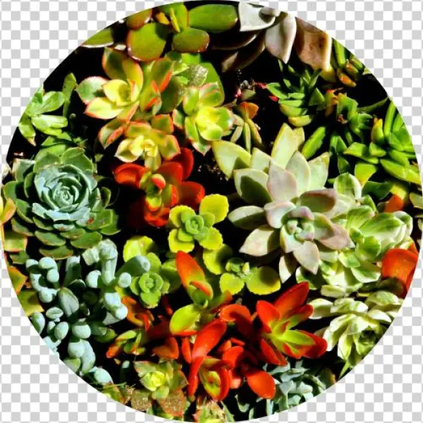 Special Occasion & Hostess Gifts - Pachyphytum