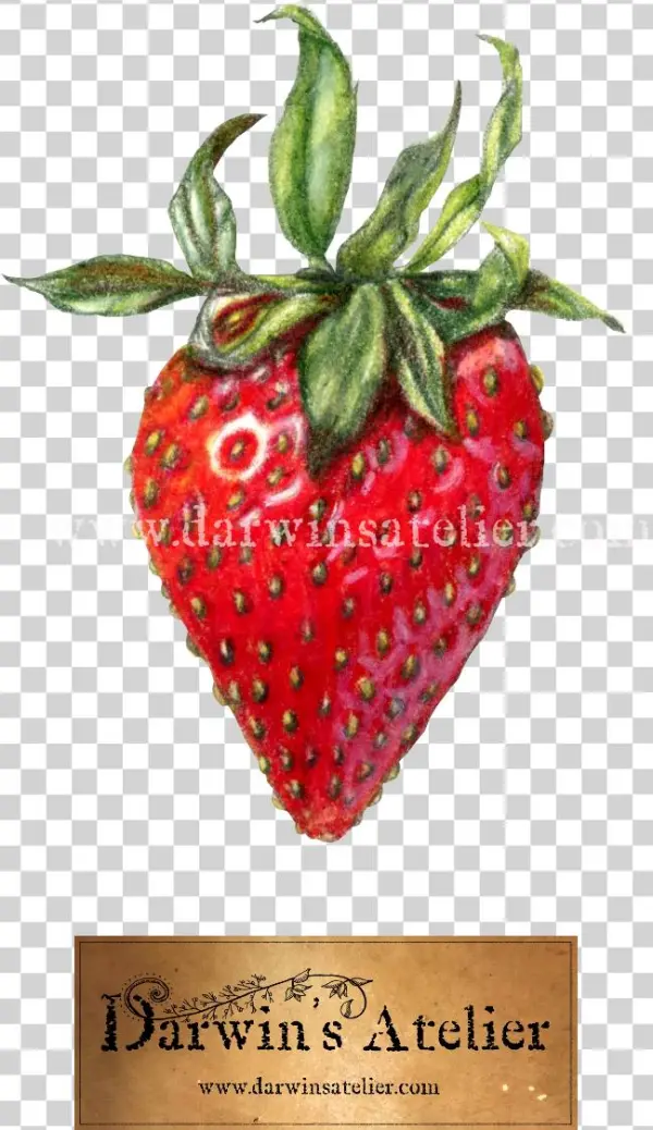 Strawberry W Logo W Watermark