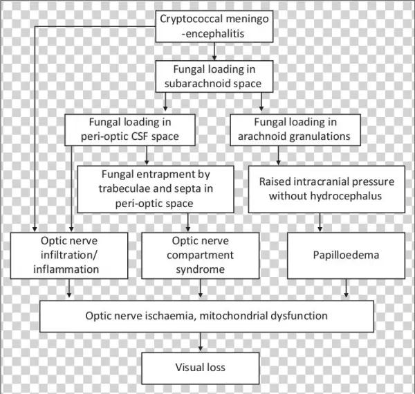 The Pathogenesis Of Cryptococcus-induced Visual Loss - Cryptococcus