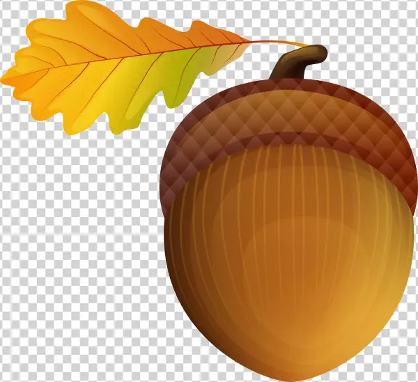 Acorn Png