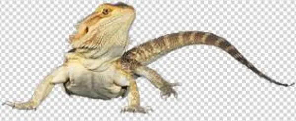 Bearded Dragon - Agama