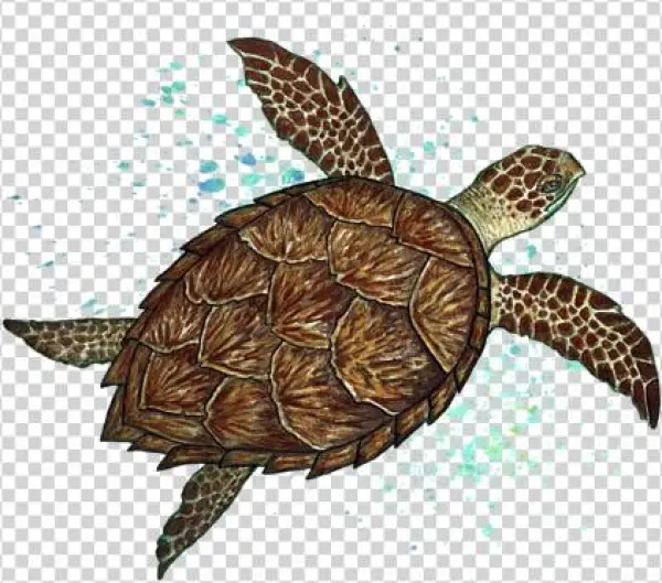 Click And Drag To Re-position The Image, If Desired - Hawksbill Sea Turtle By Amber Marine ~ Watercolo...