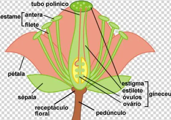 Flor - Illustration