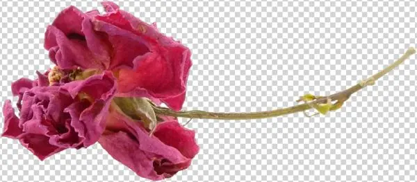 Florals - Red