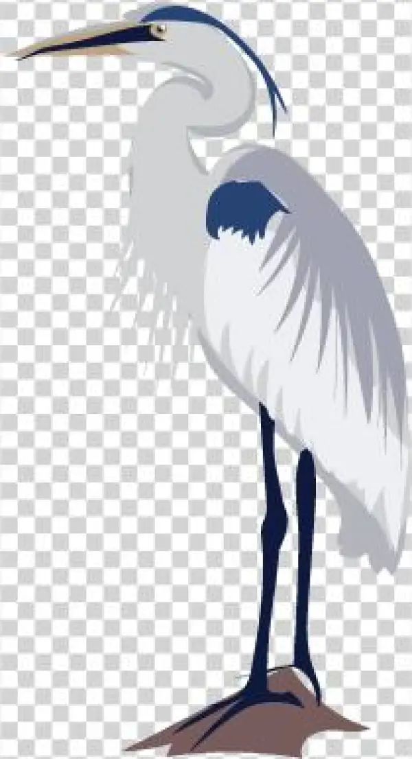 It's Heron Week On Inaturalist Jan - Inaturalist