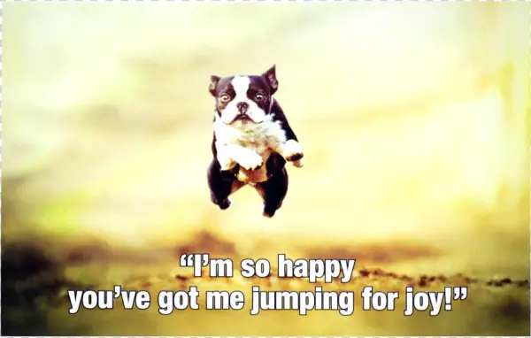 Jumping For Joy