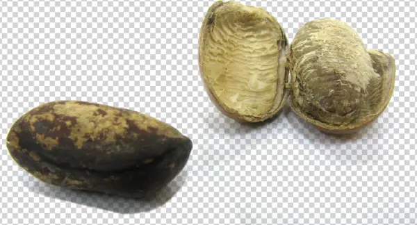 Monodora Myristica Seeds - Monodora Myristica