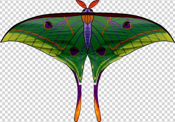Moths Of Bhutan - Bhutan