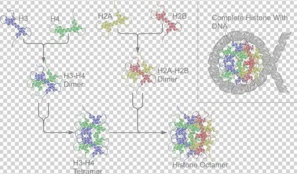 Nucleosome Structure