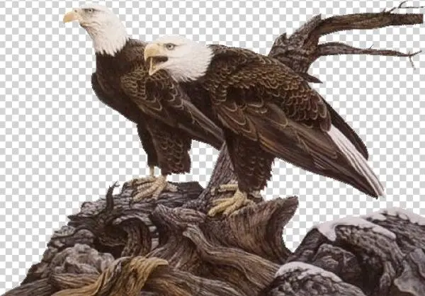Png Images - Eagle - Gongbi