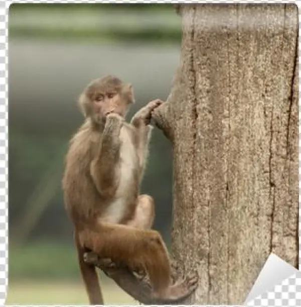 Rhesus Macaque