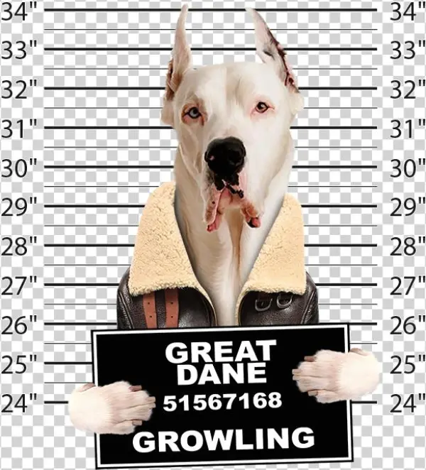 Very Cool Great Dane Mug Shot Funny Dog Art Long Sleeve