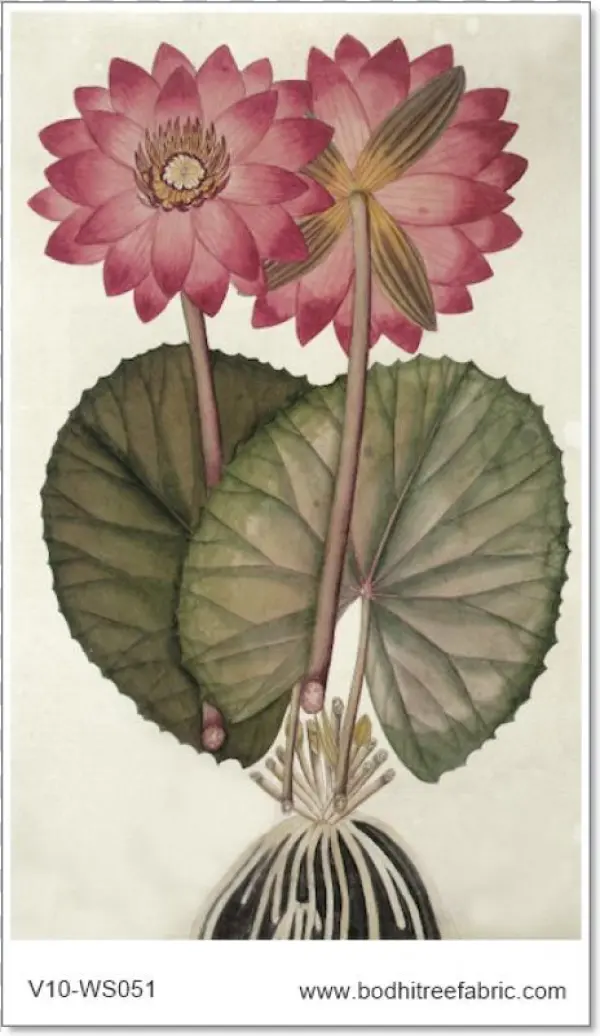 Botany