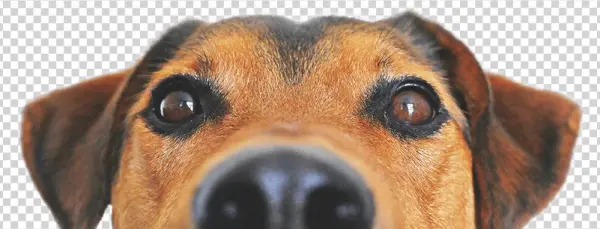 Dog Adoption Resources - Dog Food Recipes, The Dogs Dinner: Home Made Food And