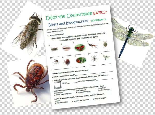 Primary School Teaching Resources Mini Beasts Caudwell