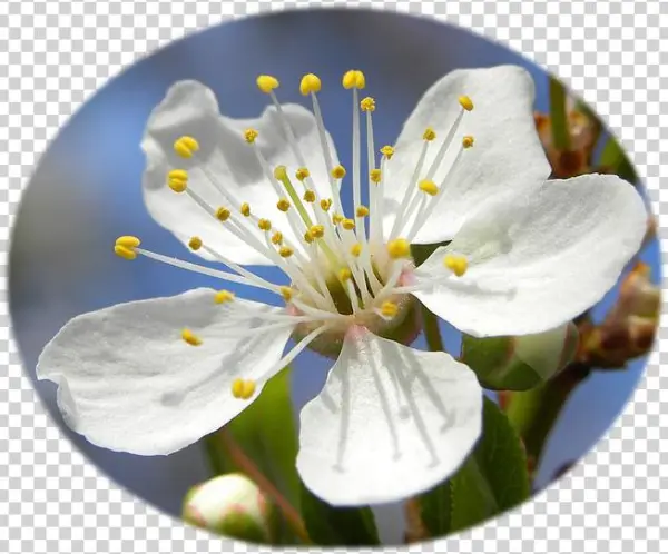 Blossom Of Mirabelle Plum - Dictionary Of The First Or Oldest Words In The English